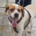 Depi Zorro Dogsavior Okt26 Beitragsbild