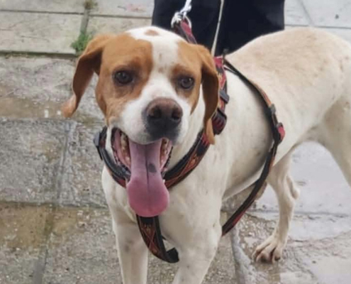 Depi Zorro Dogsavior Okt26 Beitragsbild