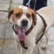Depi Zorro Dogsavior Okt26 Beitragsbild