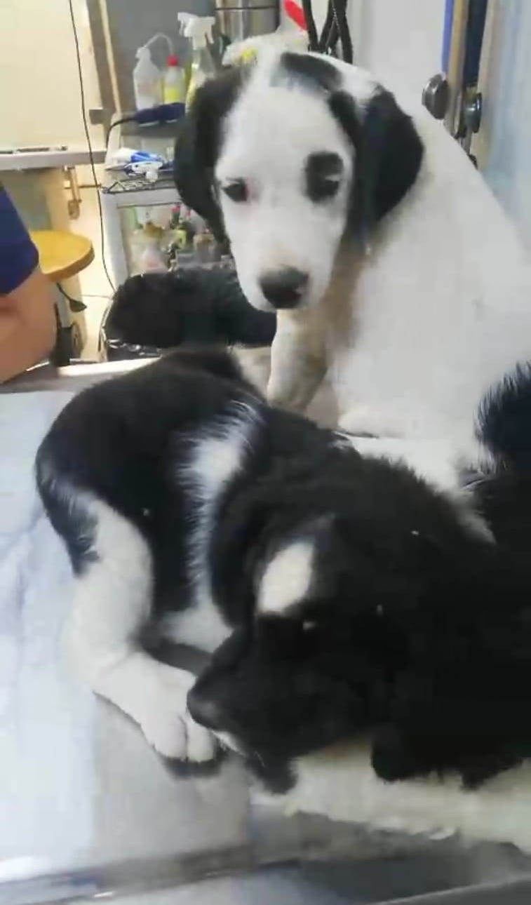 Emma Zorro Dogsavior Mai26 5