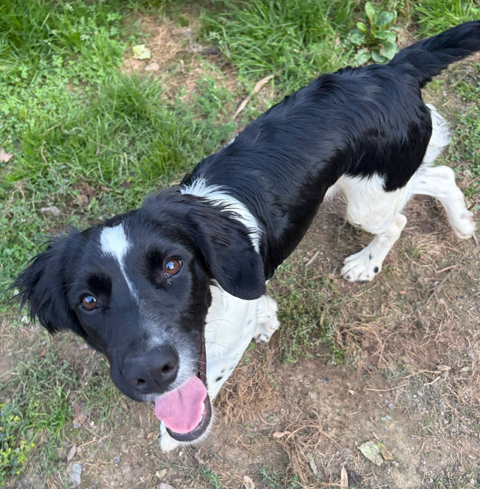 Emma Zorro Dogsavior Sep26 1