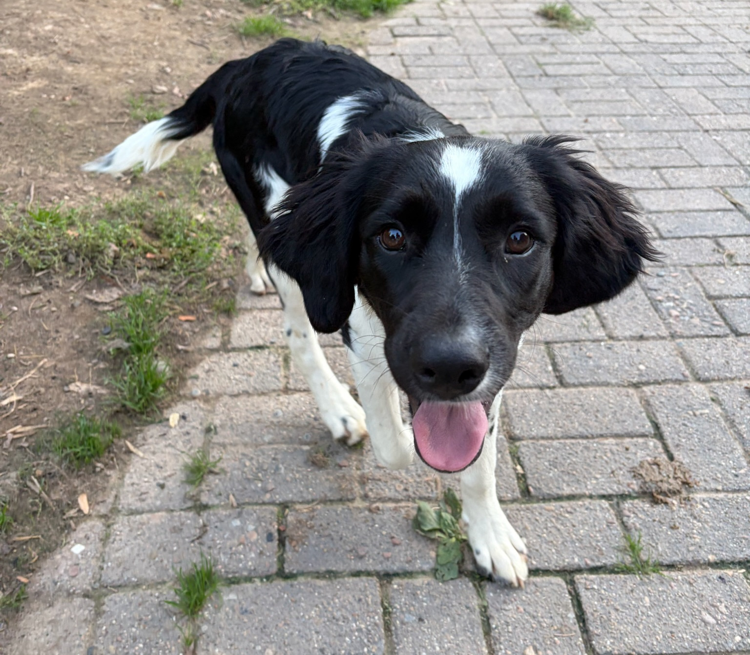 Emma Zorro Dogsavior Sep26 2