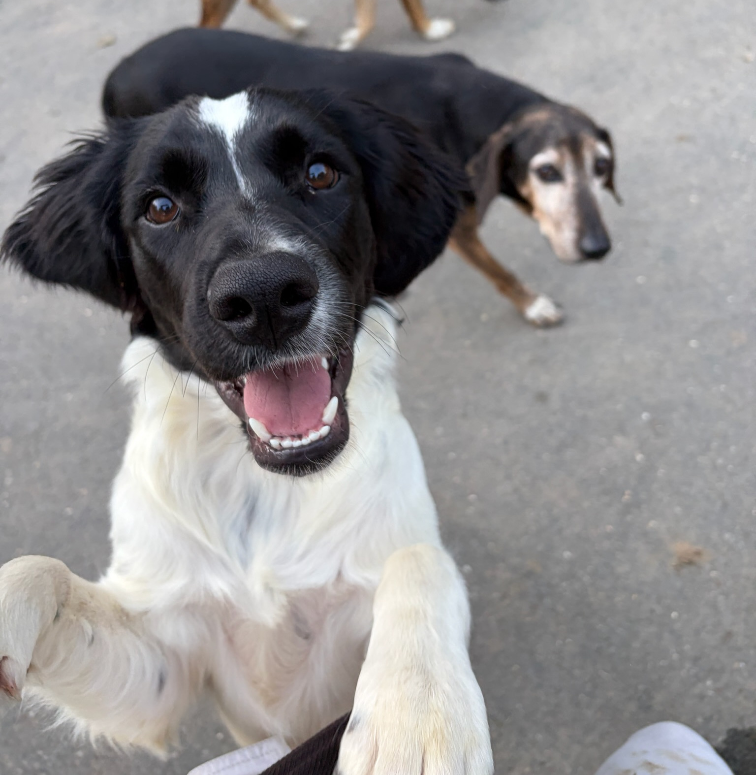 Emma Zorro Dogsavior Sep26 3