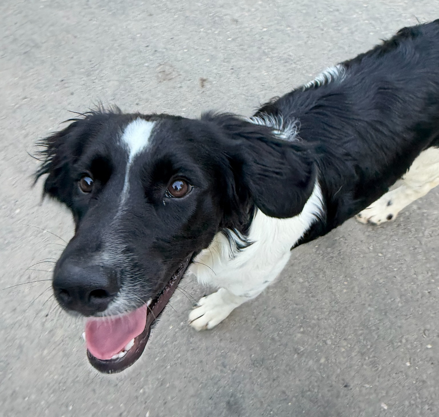 Emma Zorro Dogsavior Sep26 4