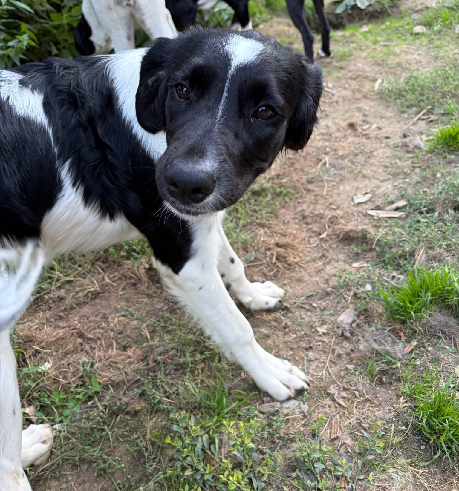 Emma Zorro Dogsavior Sep26 5