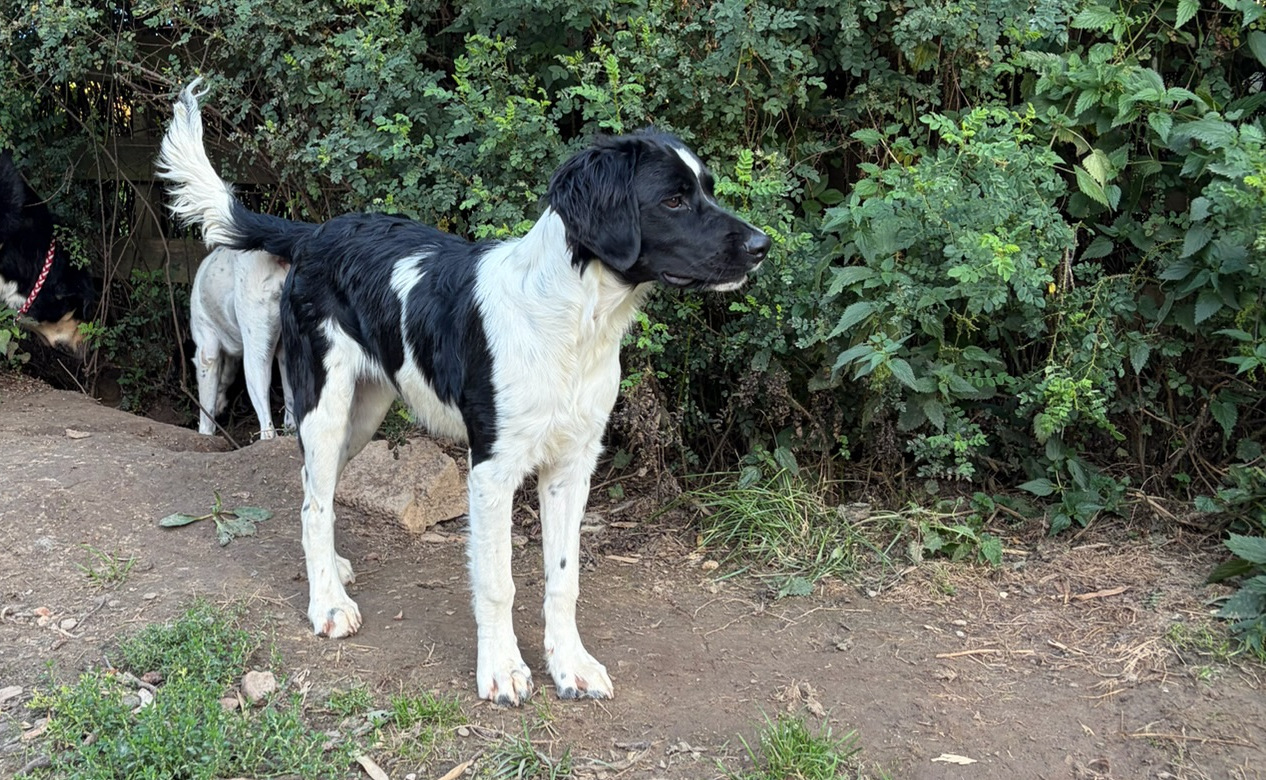 Emma Zorro Dogsavior Sep26 6