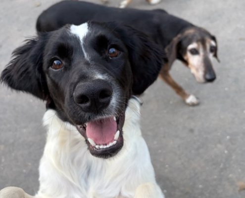 Emma Zorro Dogsavior Sep26 Beitragsbild