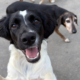 Emma Zorro Dogsavior Sep26 Beitragsbild
