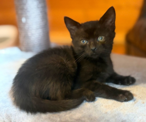 Krümel Zorro Dogsavior Okt26 Beitragsbild Krümel Zorro Dogsavior Okt26 Beitragsbild