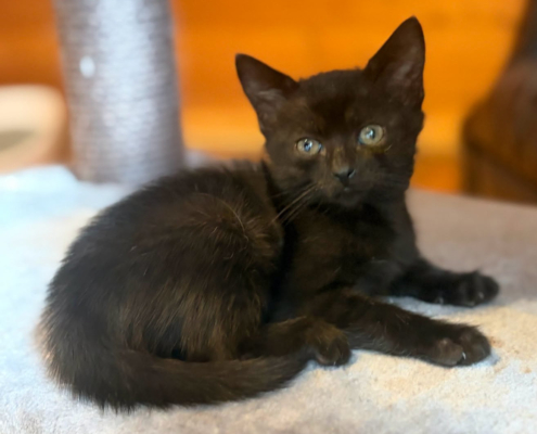 Krümel Zorro Dogsavior Okt26 Beitragsbild
