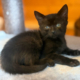 Krümel Zorro Dogsavior Okt26 Beitragsbild