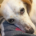 Levki Zorro Dogsavior Okt26 1 Beitragsbild