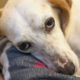 Levki Zorro Dogsavior Okt26 1 Beitragsbild