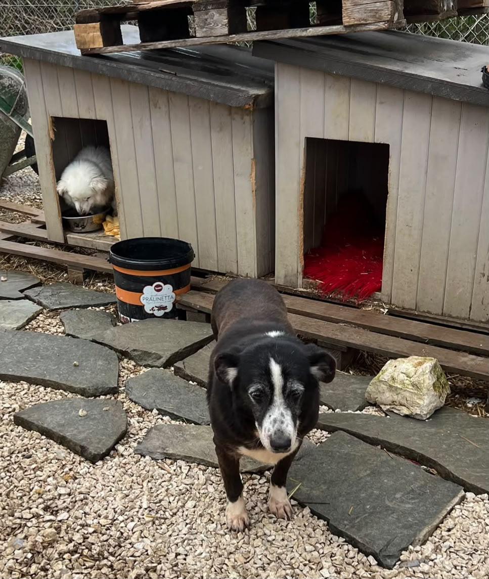 Marni Zorro Dogsavior 3