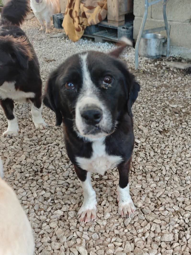Marni Zorro Dogsavior Okt26 1