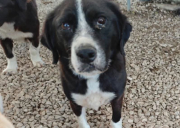 Marni Zorro Dogsavior Okt26 Beitragsbild