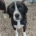 Marni Zorro Dogsavior Okt26 Beitragsbild
