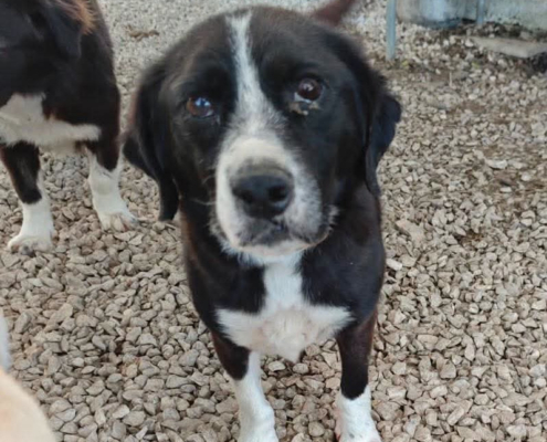 Marni Zorro Dogsavior Okt26 Beitragsbild