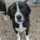 Marni Zorro Dogsavior Okt26 Beitragsbild
