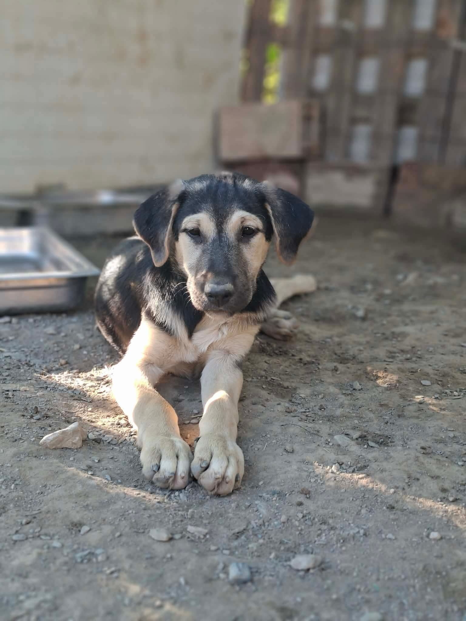 Meze Zorro Dogsavior Okt26 1