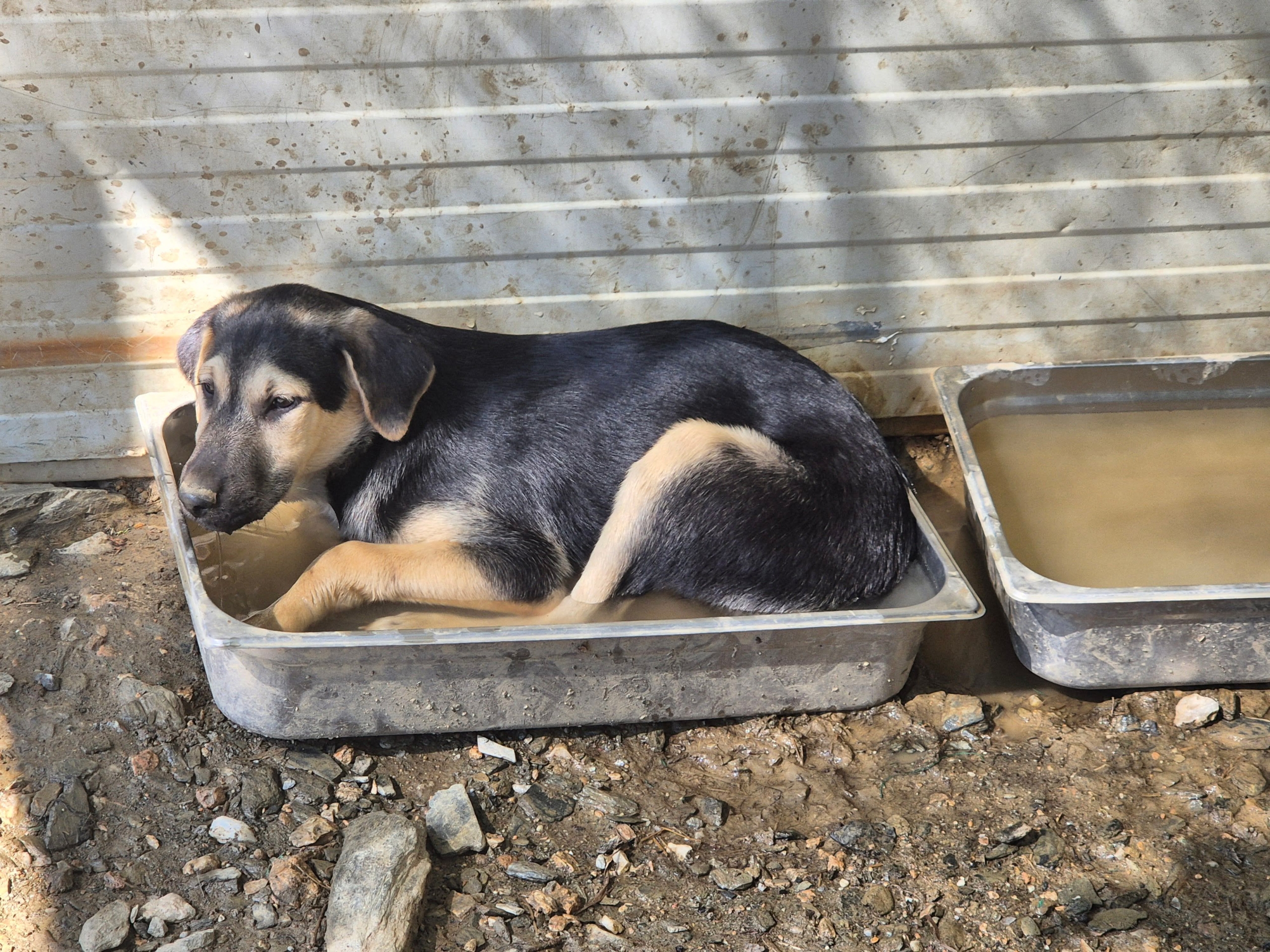 Meze Zorro Dogsavior Okt26 2