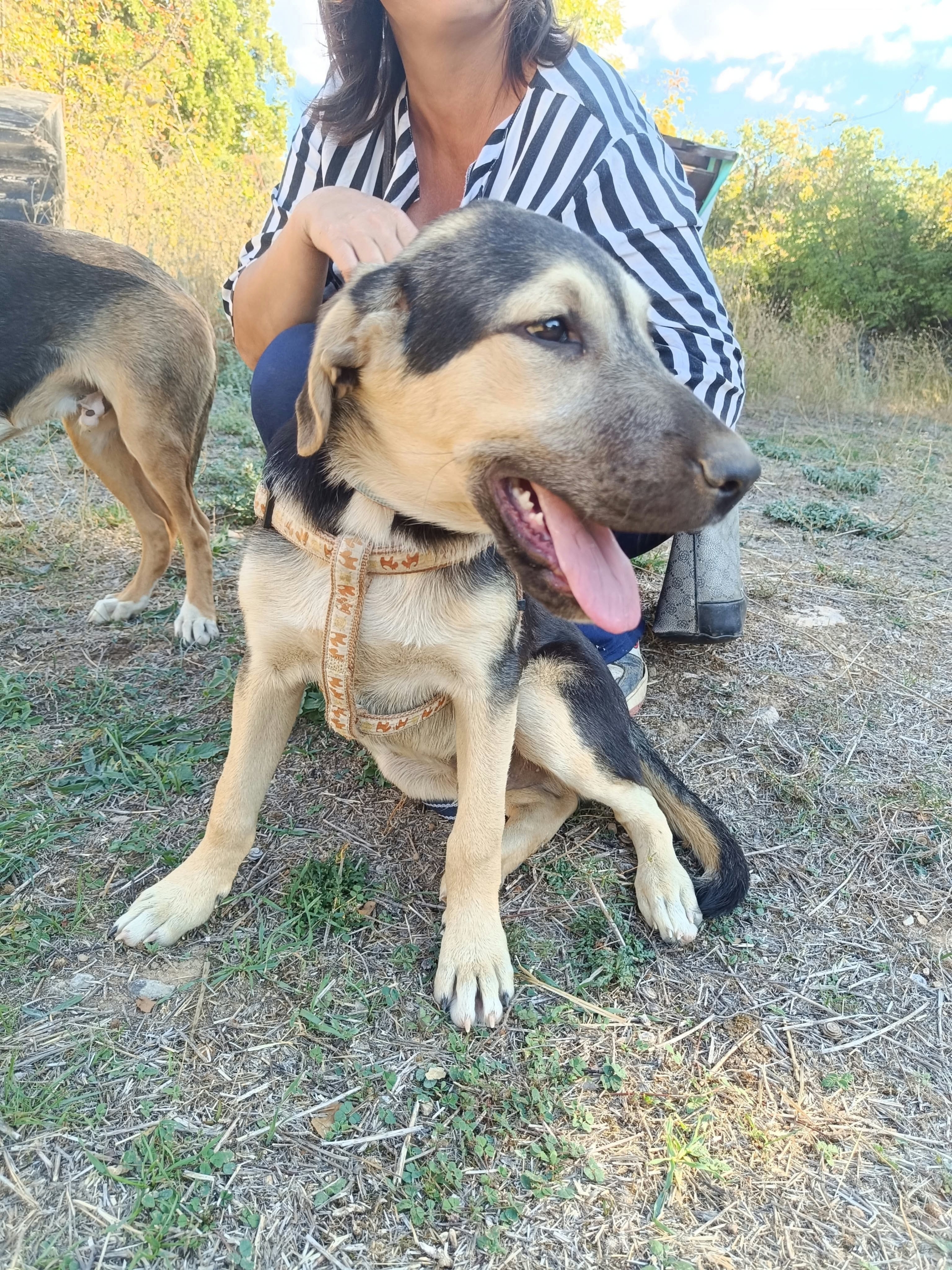 Meze Zorro Dogsavior Okt26 3