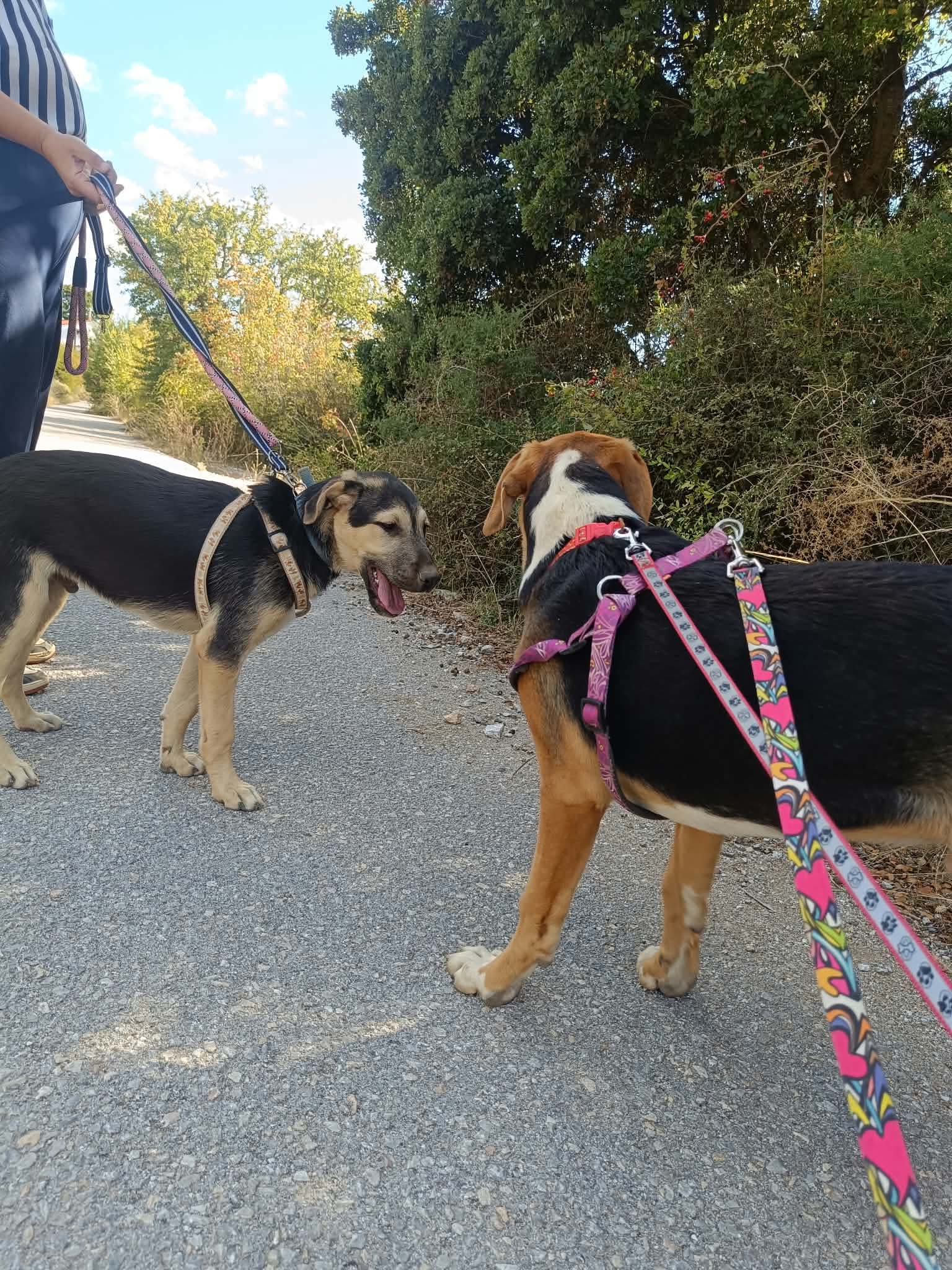 Meze Zorro Dogsavior Okt26 5
