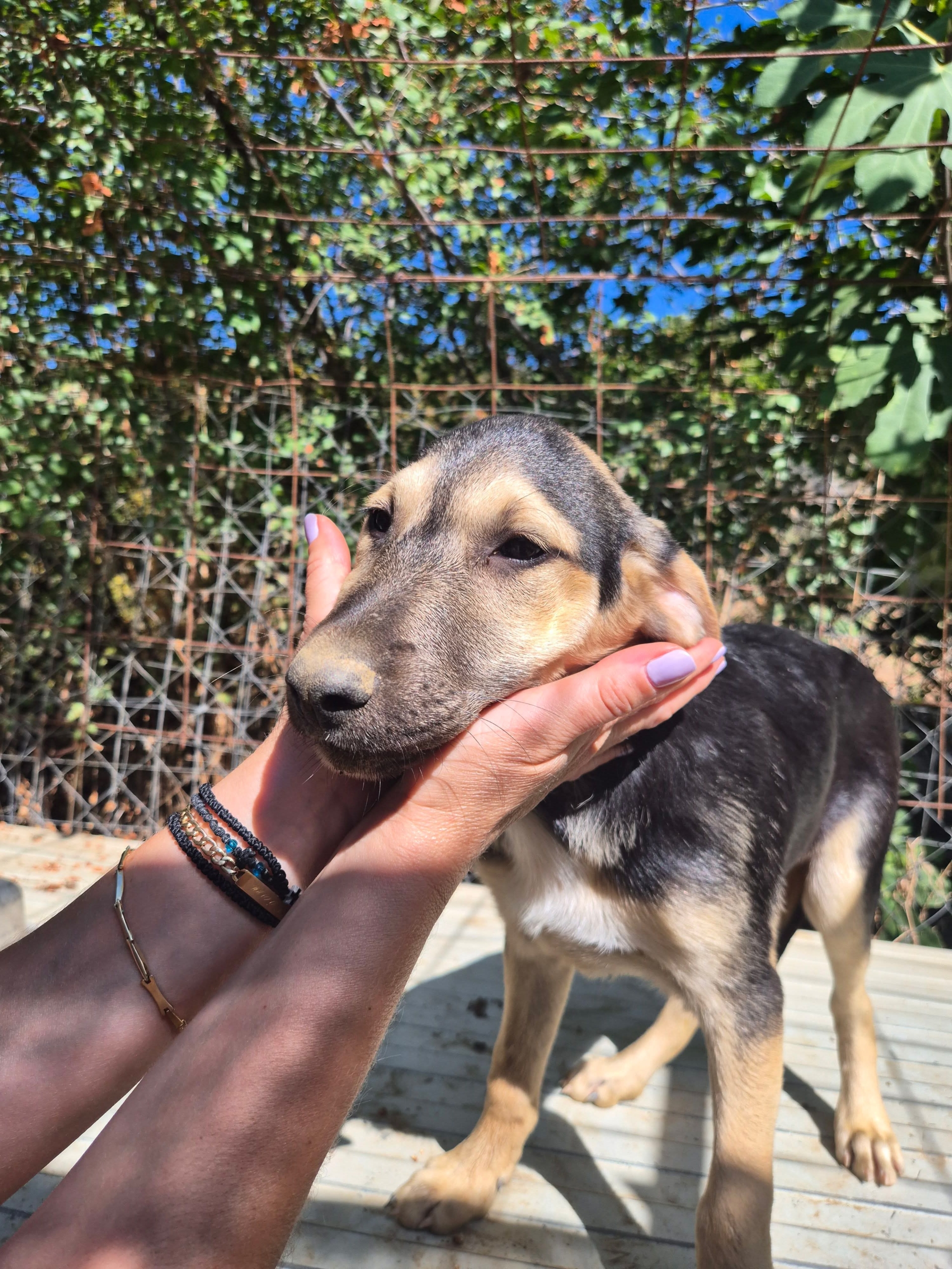 Meze Zorro Dogsavior Okt26 6