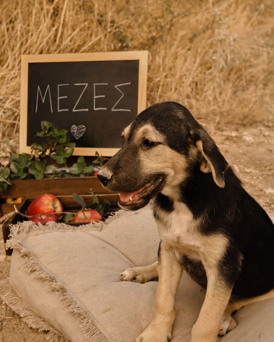 Meze Zorro Dogsavior Okt26 7