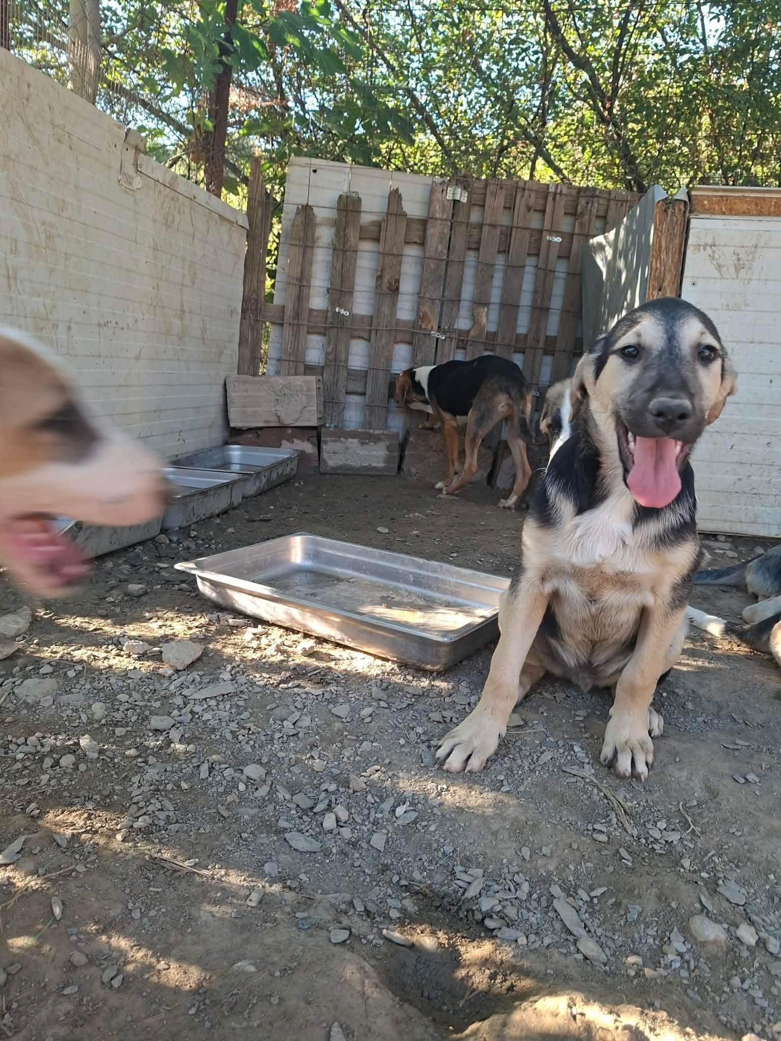 Meze Zorro Dogsavior Okt26 8