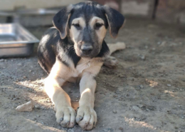 Meze Zorro Dogsavior Okt26 Beitragsbild