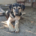 Meze Zorro Dogsavior Okt26 Beitragsbild