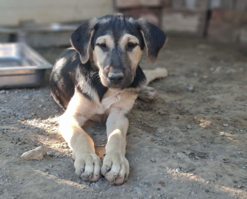Meze Zorro Dogsavior Okt26 Beitragsbild