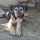 Meze Zorro Dogsavior Okt26 Beitragsbild