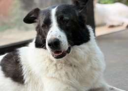 Nala Zorro Dogsavior Okt26 Beitragsbild