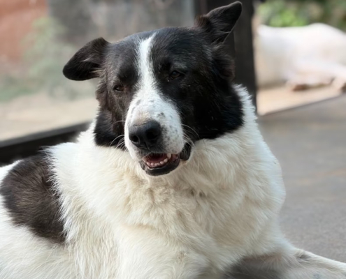 Nala Zorro Dogsavior Okt26 Beitragsbild