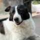Nala Zorro Dogsavior Okt26 Beitragsbild