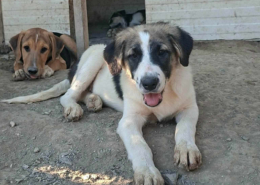 Pata Zorro Dogsavior Sep26 Beitragsbild