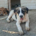Pata Zorro Dogsavior Sep26 Beitragsbild