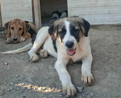 Pata Zorro Dogsavior Sep26 Beitragsbild
