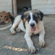 Pata Zorro Dogsavior Sep26 Beitragsbild