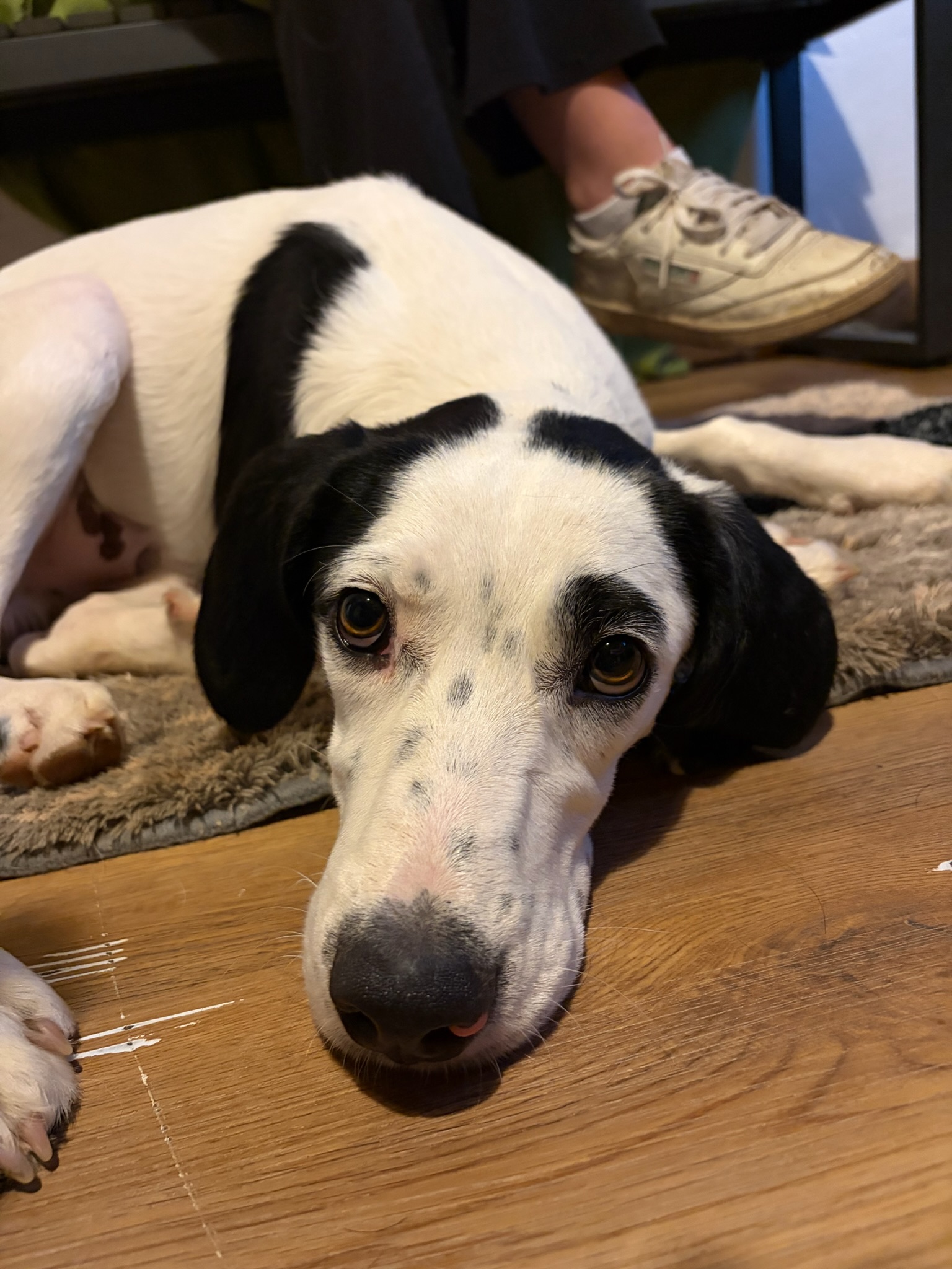 Paul Zorro Dogsavior Sep26 1