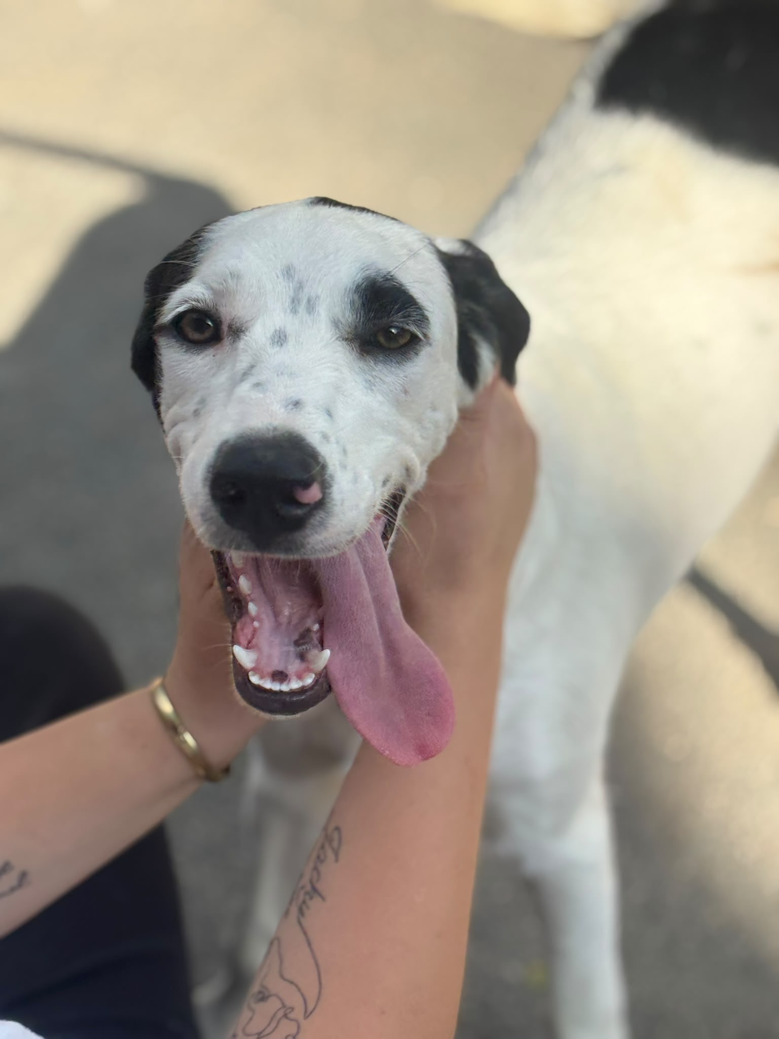 Paul Zorro Dogsavior Sep26 2