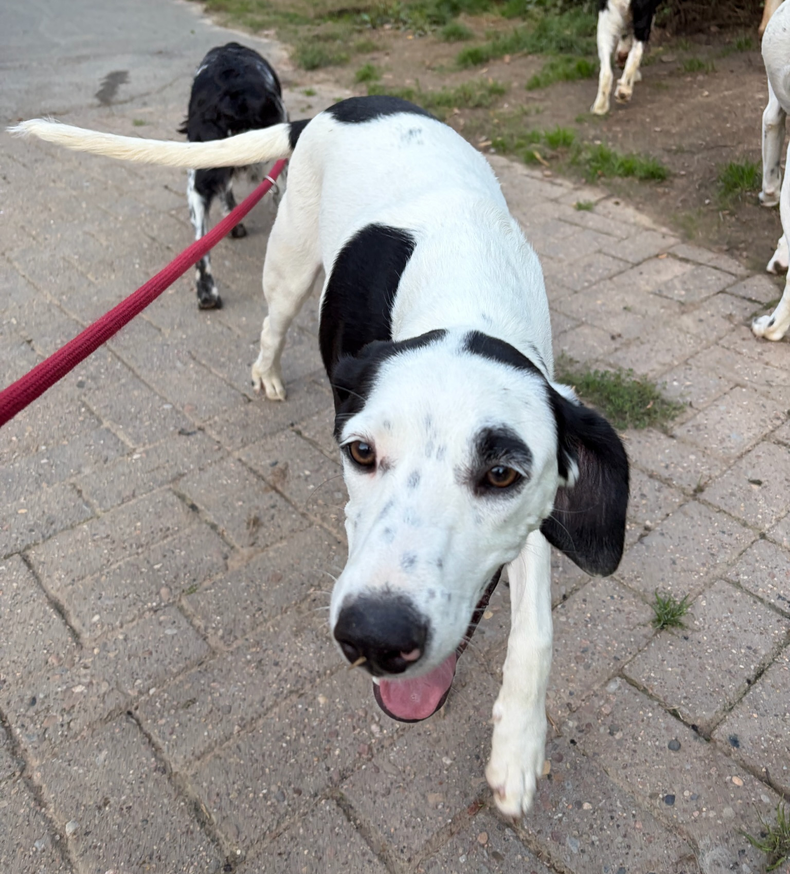 Paul Zorro Dogsavior Sep26 3
