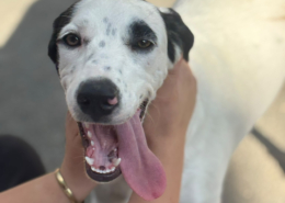 Paul Zorro Dogsavior Sep26 Beitragsbild
