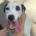 Paul Zorro Dogsavior Sep26 Beitragsbild