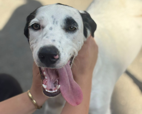 Paul Zorro Dogsavior Sep26 Beitragsbild