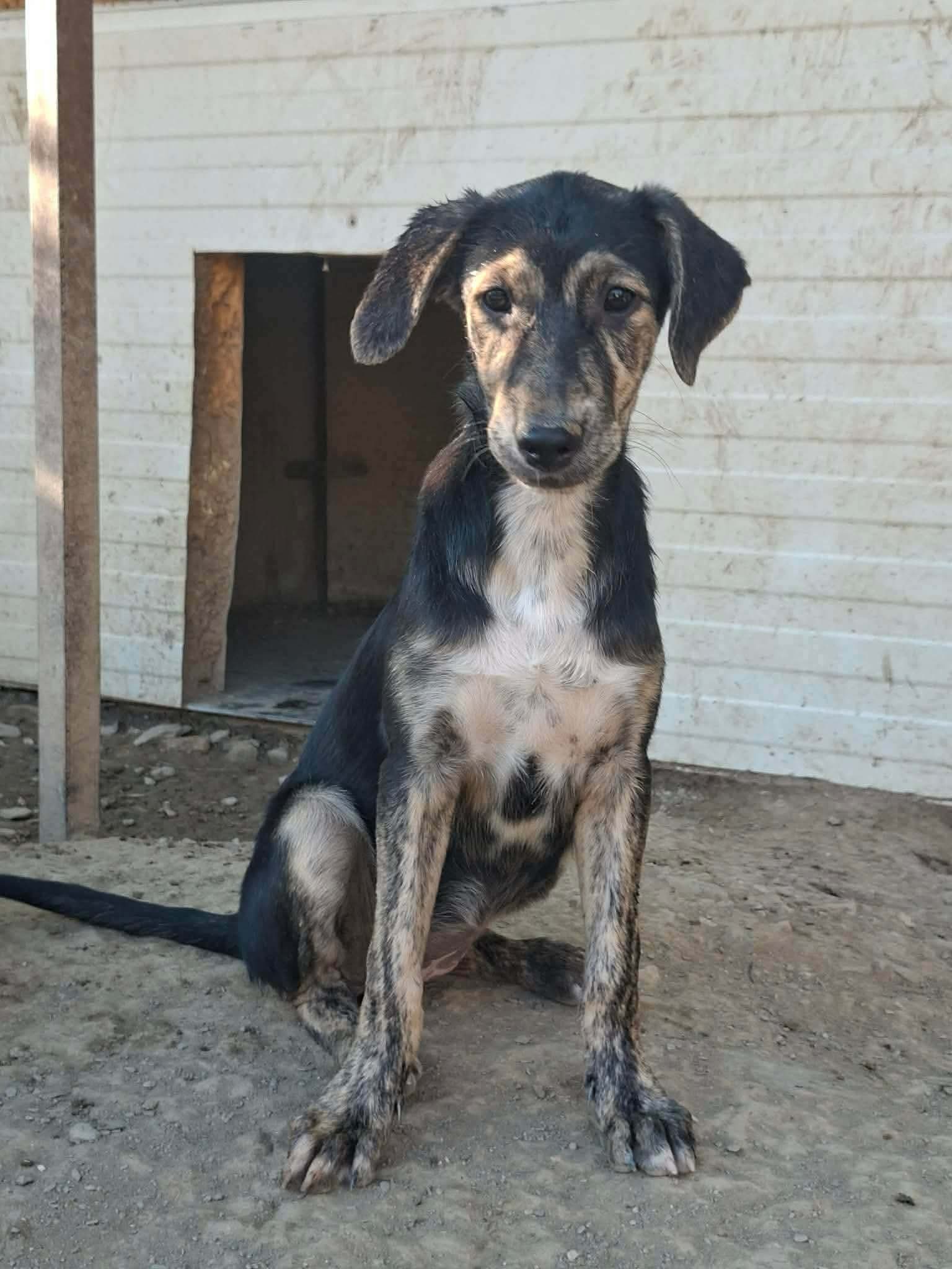 Pitsi Zorro Dogsavior Okt26 1