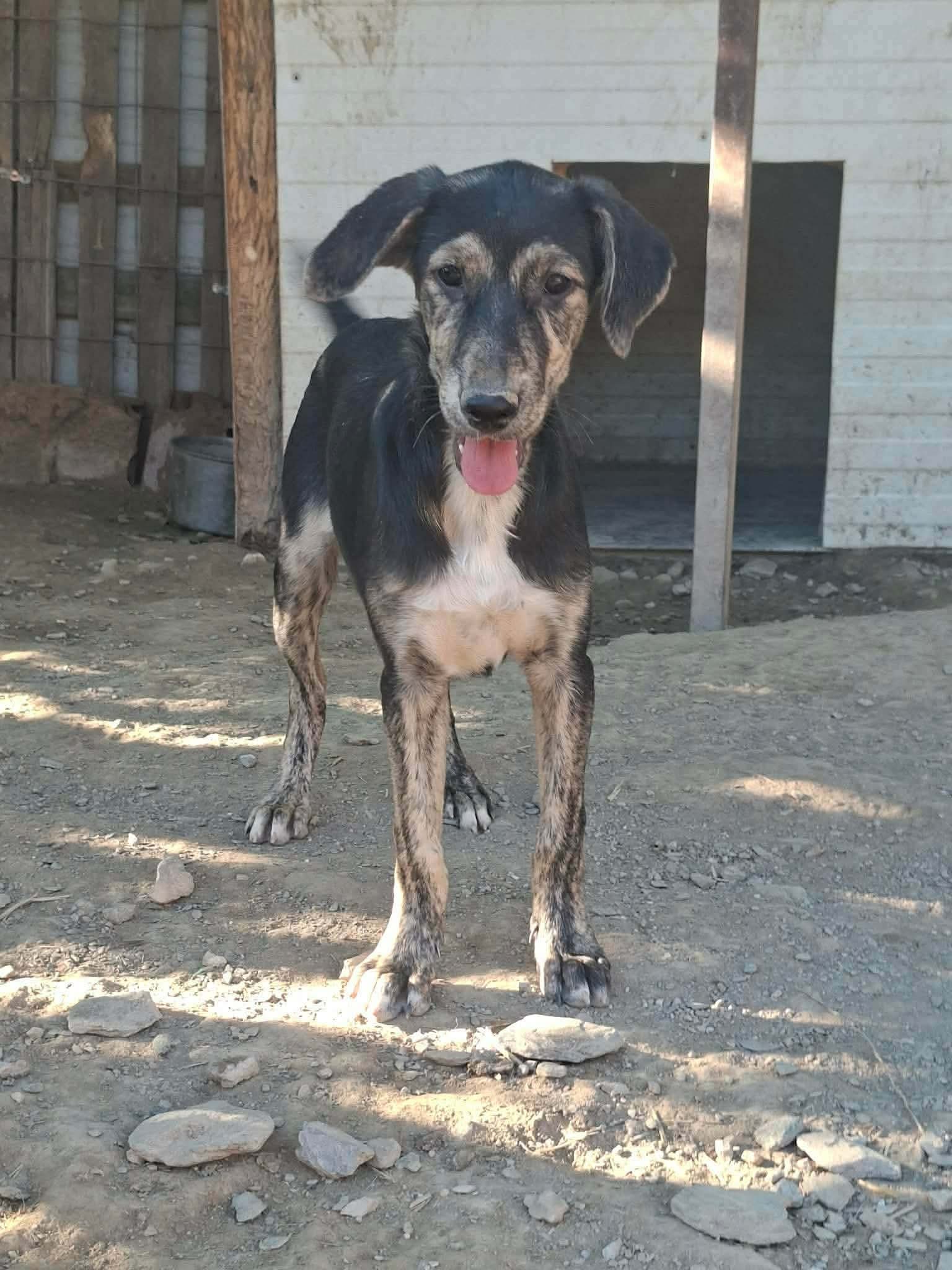Pitsi Zorro Dogsavior Okt26 2