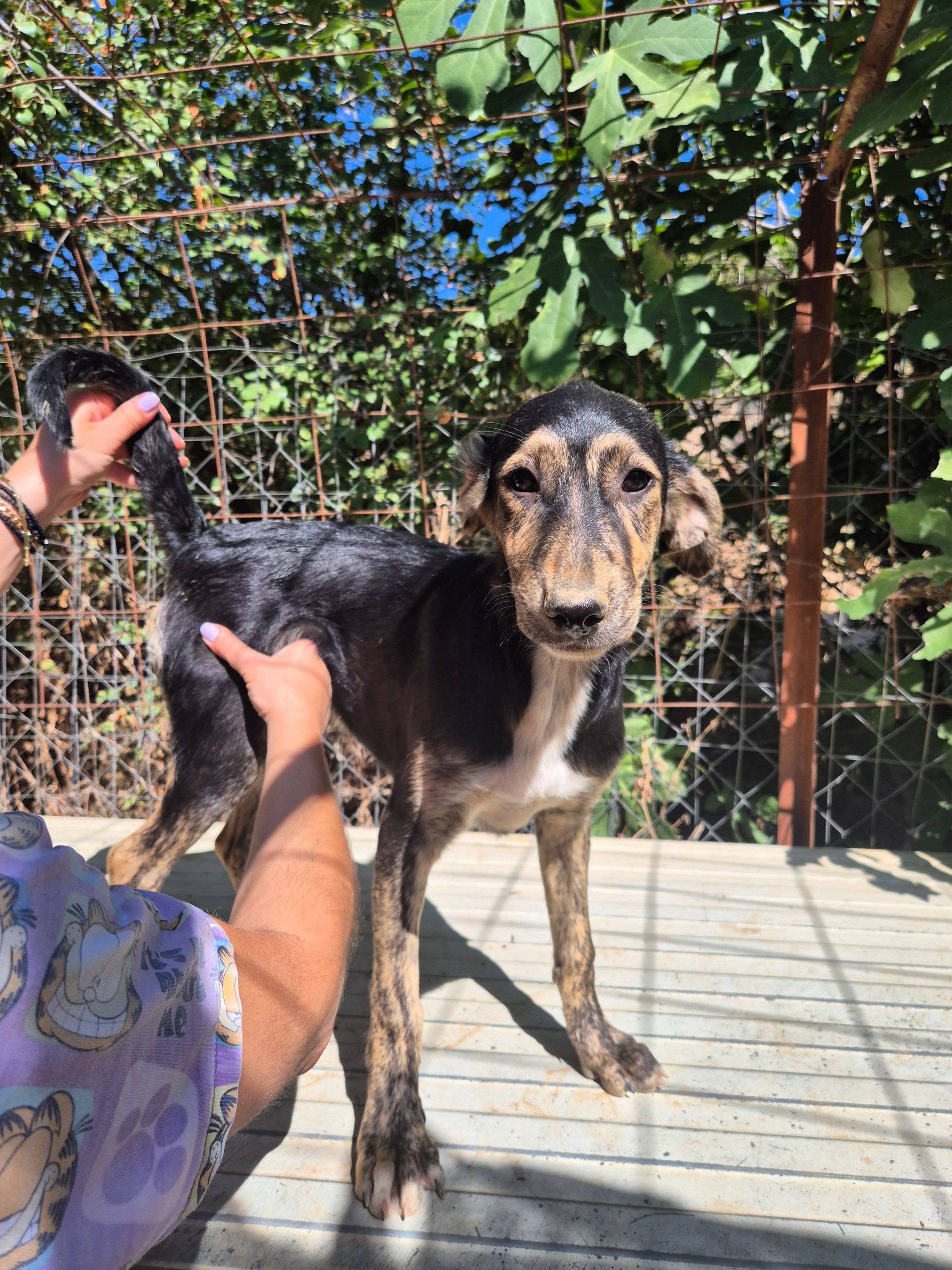 Pitsi Zorro Dogsavior Okt26 4